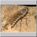 Acrosathe annulata - Stilettfliege w03.jpg